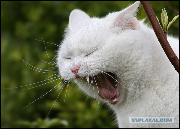 Котовторник (02.06.2009)