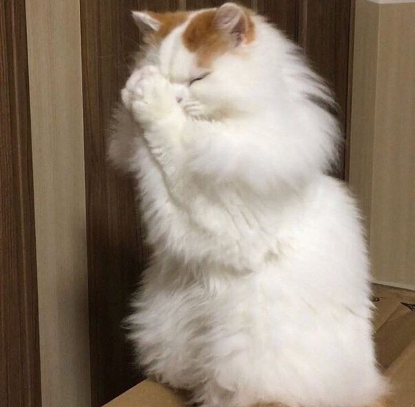 Прикольных котов пост