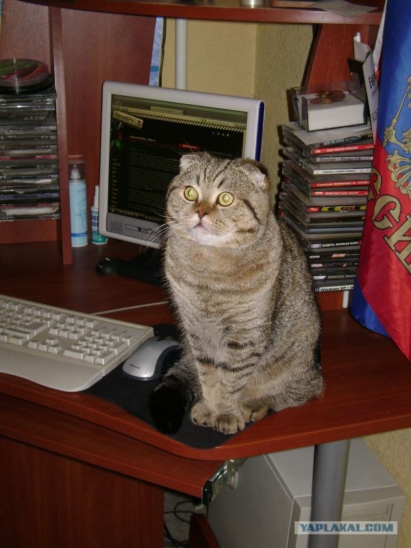 Котовторник! 11.10.11