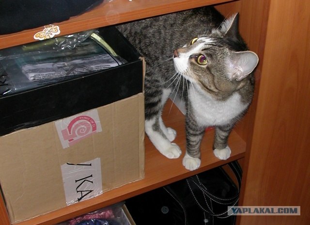 Котовторник!