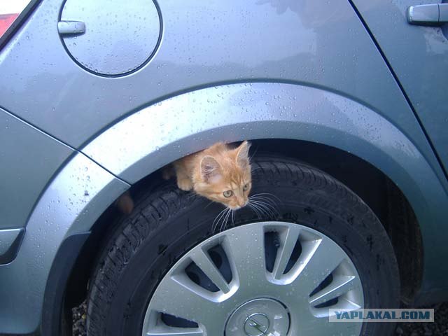 Котовторник (07.02.2012)