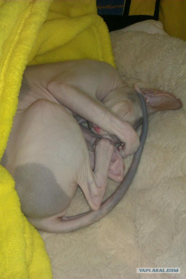 Котовторник (21.02.2012)