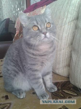 Котовторник  от 3.04.2012