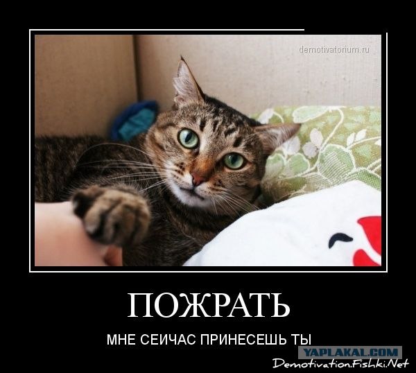 - Хозяин, сука, ты же обещал оставить...