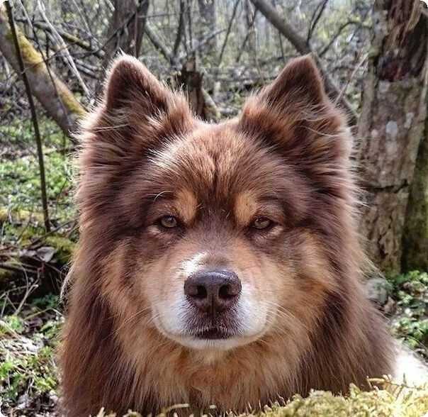 Живность из сети