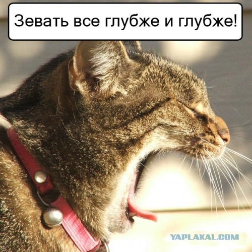 Спорим, зевнешь?))) (28 фото)