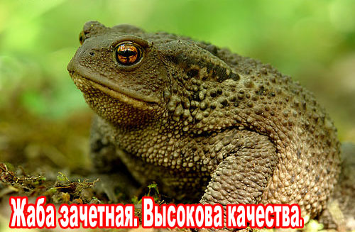Жабы на ЯПлакалъ