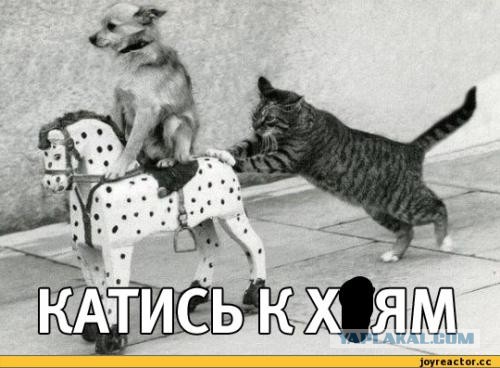 Друзья! Музыканты с ЯПа записали мою песню Грибы! (Пашкетт)