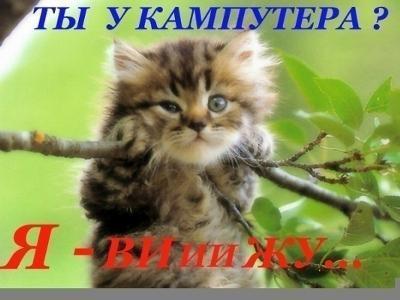 Картинки с котами и про котов