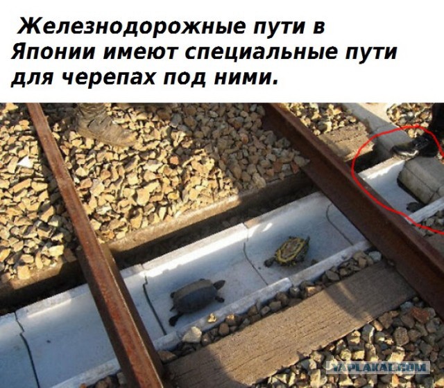 Факты, доказывающие, что Япония не похожа ни на одну другую страну .