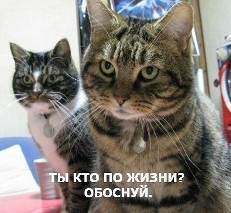 Как коты порабощают людей: 6 выводов ученых