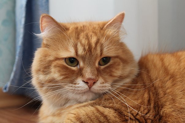 Принимайте в клуб! Котовторник же