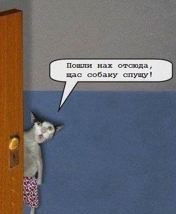 Смешные коты, которые бы победили на конкурсе абсурдных фотографий