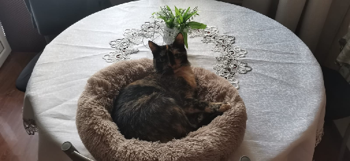 Котовторник скоро.