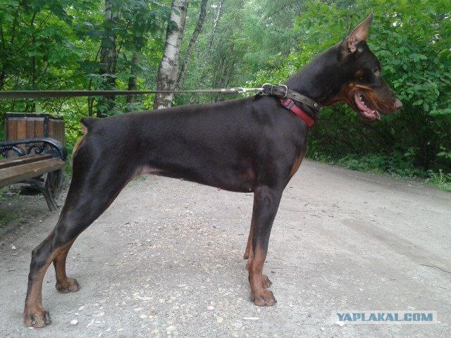 А у Даны д.р. Ей 11 лет..