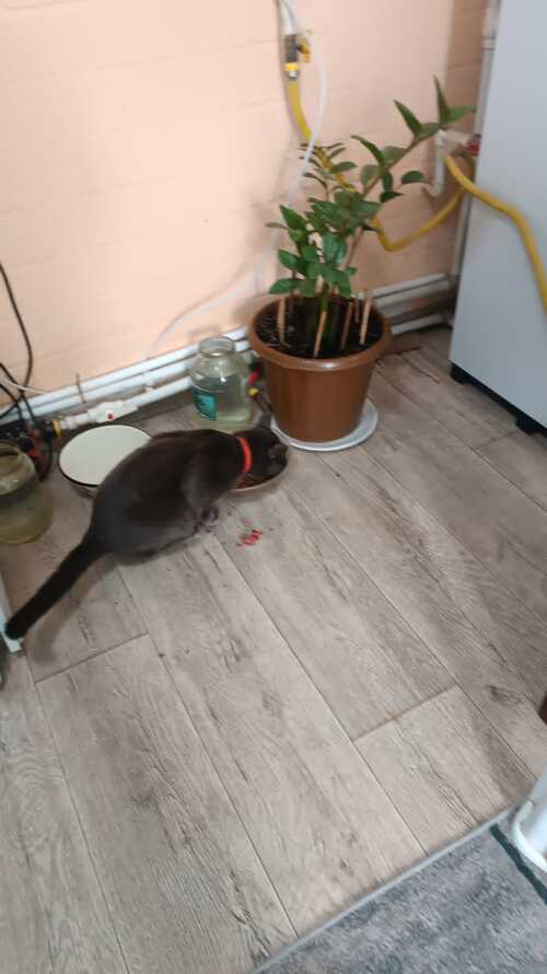 Котовторник.Наши модели