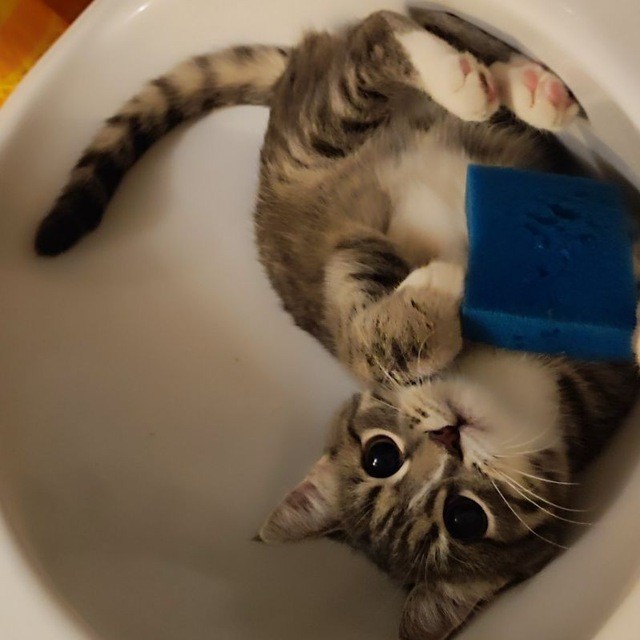 Человеку нужен кот). К котовторнику посвящается!