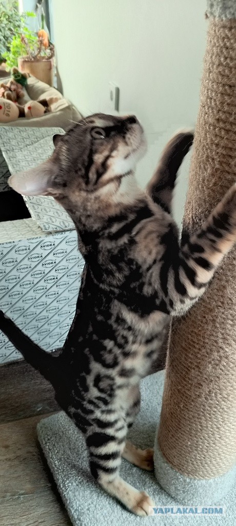 Котовторник же!
