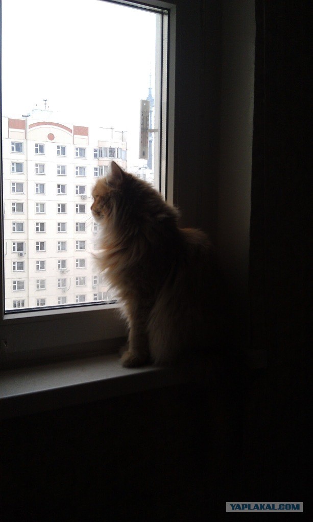 Котовторник  30.07.2013