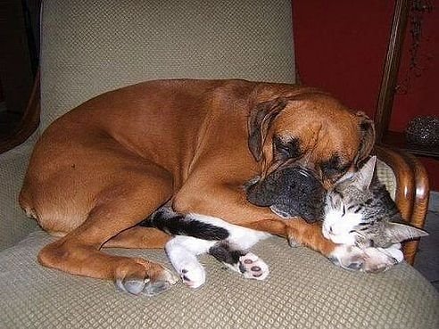 Коты и собаки