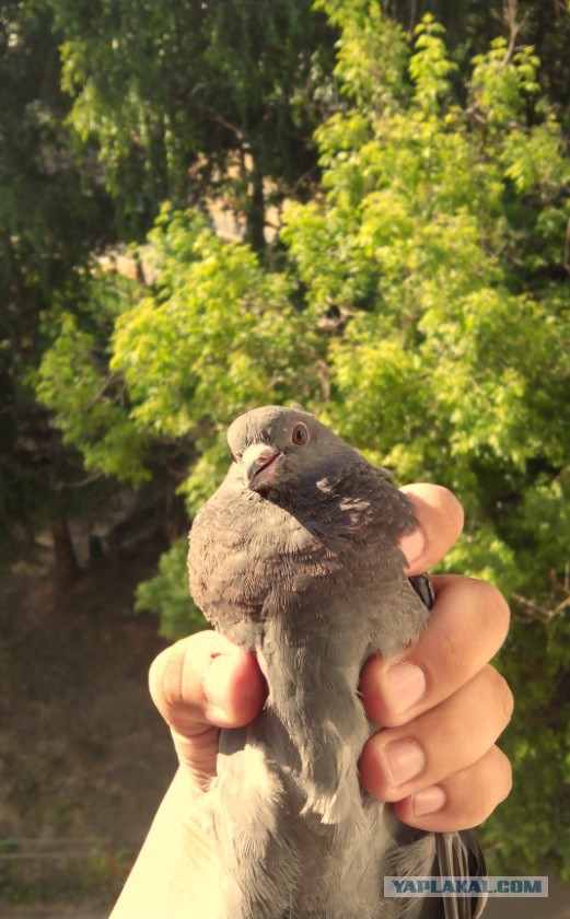 Тест на русского.