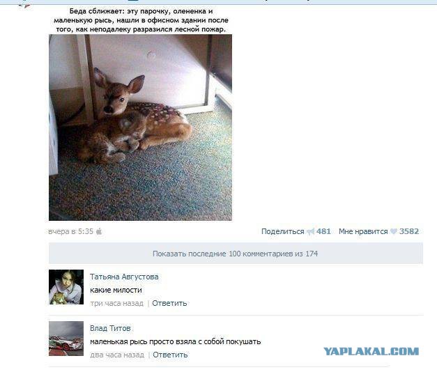 Смешные комментарии из соц.сетей