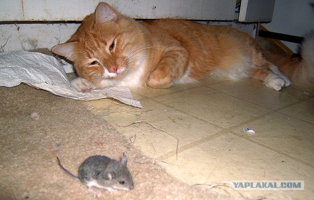 Кошки-мышки или шанс на жизнь