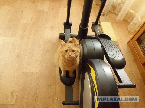 Котовторник 02.09.2014