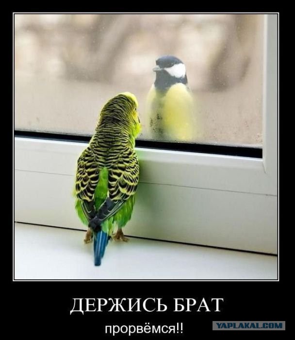 Веселые картинки