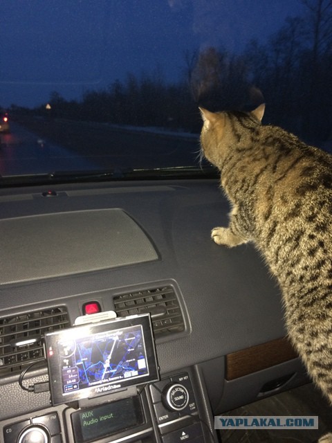 Котовторник.