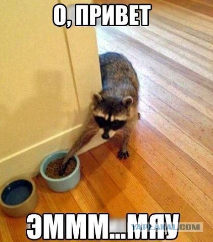 Веселые картинки на пятницу