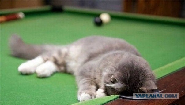 Гнездо для котэ.