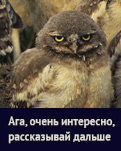 Это магия!