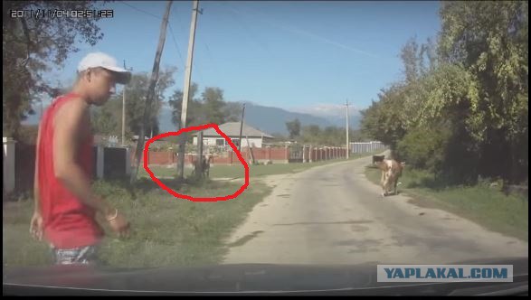 Видео про то как сбили корову