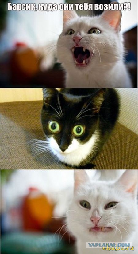 Котокомиксы