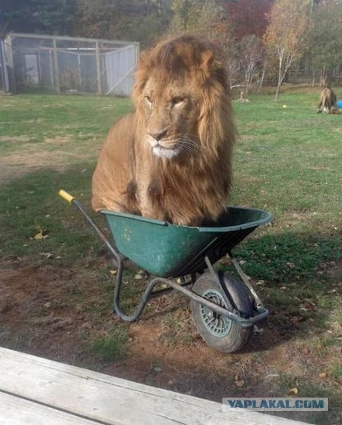Аквариум для кота