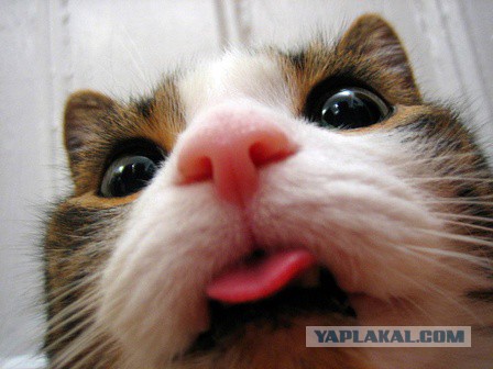 Котовторник 19.01.2016