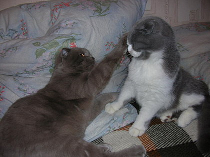 Коты, кошки, котята
