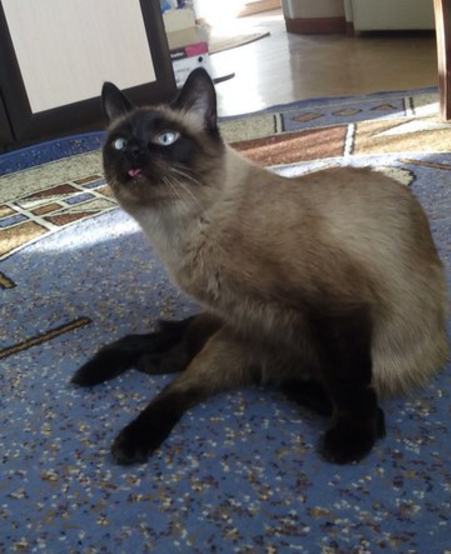 Интересные факты о сиамских кошках