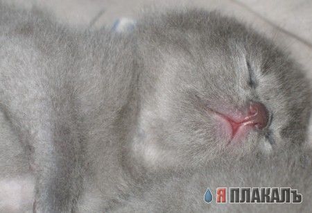 Котовторник!
