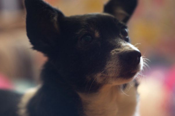 Этот ВЗГЛЯД!