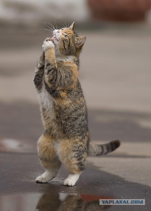 А ты не забыл покормить кота?!