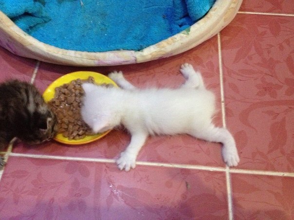 Коты из сети