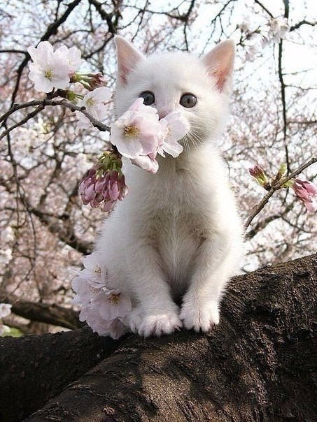 Коты и Кошки