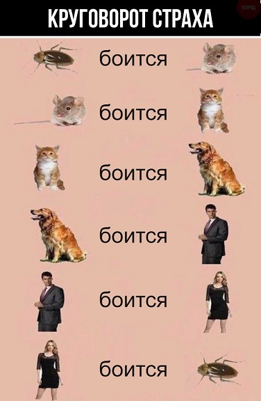 Ужасы и приколы из соцсетей