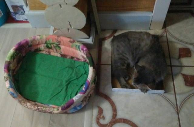 Коты и Кошки