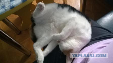 Как спят наши странные коты