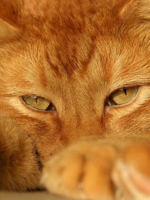 Прикольных котов пост