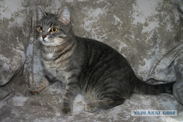 Котовторник на ЯПлакалъ (13.05.08)