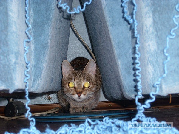 Котовторник на ЯПлакалъ (27.05.08), прикольные коты, добавляем свои!
